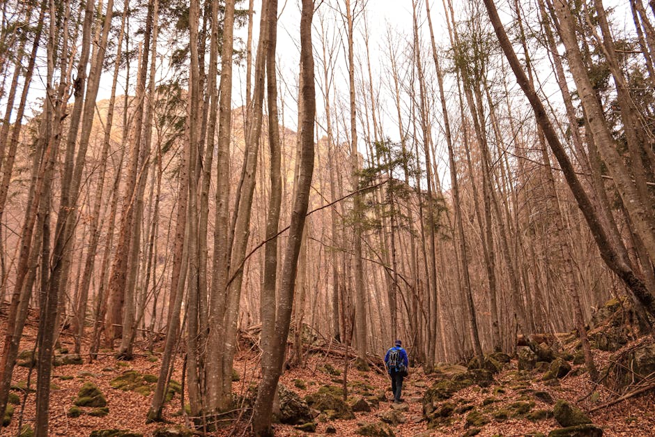 A solitary hiker with a backpack walks through a dense, leafless forest in early spring.